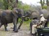 Elephant Plains Game Lodge - game drive with elephants